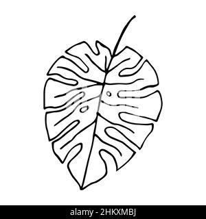 Illustration de la feuille de monstère dessinée à la main.La maison Vector dans le style Doodle.Feuille tropicale avec trous isolés sur fond blanc Illustration de Vecteur