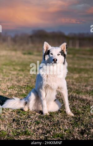 Yakutian Laika en face d'un fond de nature Banque D'Images