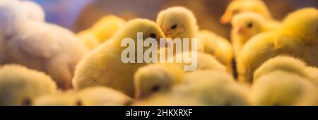 Grand groupe de poussins nouvellement éclos sur une BANNIÈRE de ferme de poulet, FORMAT LONG Banque D'Images