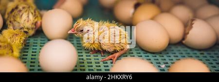 Grand groupe de poussins nouvellement éclos sur une BANNIÈRE de ferme de poulet, FORMAT LONG Banque D'Images