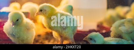 Grand groupe de poussins nouvellement éclos sur une BANNIÈRE de ferme de poulet, FORMAT LONG Banque D'Images