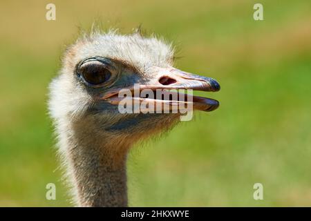 Autruche (Struthio camelus) dans le Parc Naturel de Cabarceno, Cantabria, Spain, Europe Banque D'Images