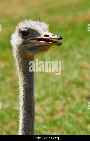 Autruche (Struthio camelus) dans le Parc Naturel de Cabarceno, Cantabria, Spain, Europe Banque D'Images