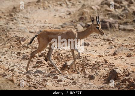 Gazelle indienne (Gazella bennettii) ou vue latérale sur Chinkara. Parc national de Ranthambore, Sawai Madhopur, Rajasthan, Inde Banque D'Images