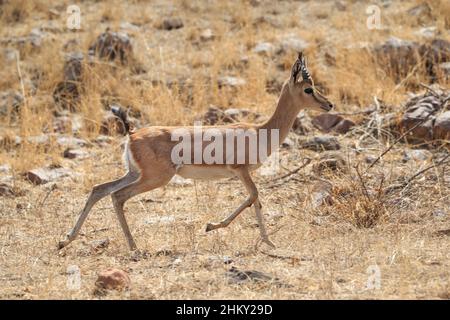 Gazelle indienne (Gazella bennettii) ou vue latérale sur Chinkara. Parc national de Ranthambore, Sawai Madhopur, Rajasthan, Inde Banque D'Images