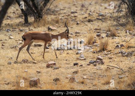 Gazelle indienne (Gazella bennettii) ou vue latérale sur Chinkara. Parc national de Ranthambore, Sawai Madhopur, Rajasthan, Inde Banque D'Images