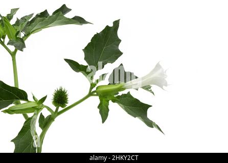 Datura stramonium, anges trompette fleurs et délicat vert feuilles sur fond blanc, burundanga, scopolamine Banque D'Images