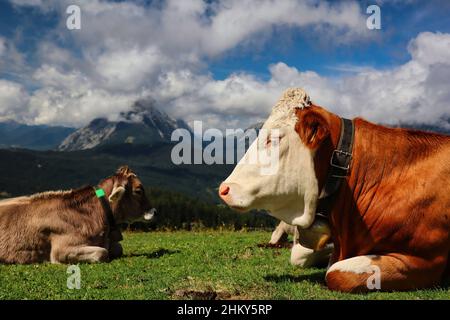 Deux vaches brunes avec vue sur la montagne dans le Tyrol Seefeld.Le bétail domestique se trouve sur l'herbe dans les Alpes de Karwendel pendant la journée d'été. Banque D'Images