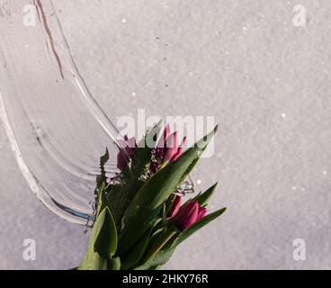 fleurs de tulipe avec eau sur fond de neige, concept de printemps Banque D'Images