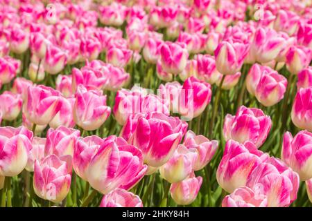 Gros plan de nombreux tulipes roses à Noordoosstpolder, pays-Bas Banque D'Images