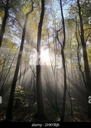 Le beau soleil brille à travers la forêt mystérieuse à la fin de l'après-midi de printemps Banque D'Images