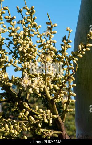 Sydney Australie, fleurs d'une wodyetia bifurcata, le palmier à queue de bœuf, originaire du parc national de cape melville, dans le nord du queensland Banque D'Images