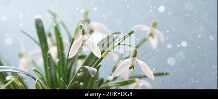 Fleur de Snowdrop.Délicates fleurs blanches sur fond bleu.Bannière. Banque D'Images