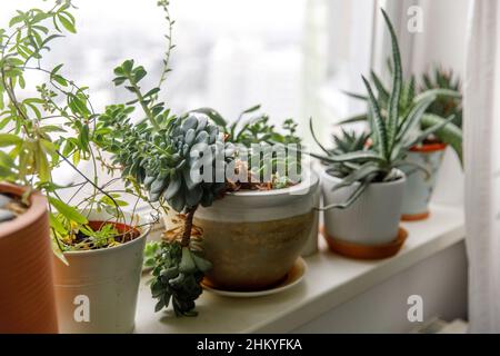 Succulents, Echeveria et autres plantes d'intérieur sur le rebord de la fenêtre Banque D'Images