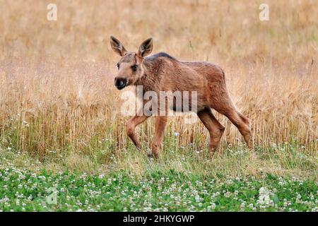 Le jeune Moose profite du buffet du champ de culture. Banque D'Images