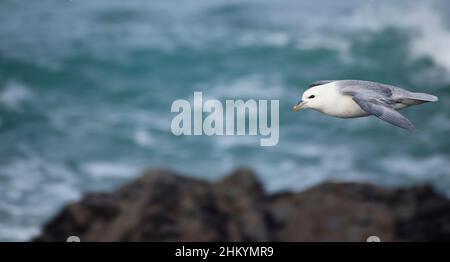 Fulmar volant par la côte à Cornwall - Royaume-Uni Banque D'Images