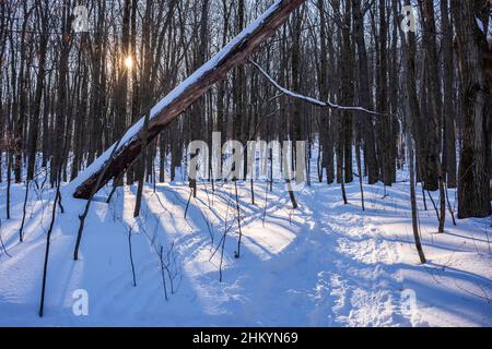 En fin d'après-midi, le soleil projette de longues ombres sur un sol recouvert de neige de la forêt nationale Shindagin Hollow, dans l'État de New York, connue pour le ski de fond, Banque D'Images