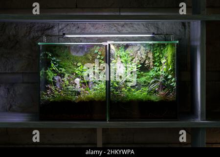 Intérieur moderne en florarium fermé.Mini maison jardin verre conteneur avec plantes miniatures Banque D'Images