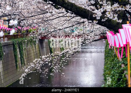 Des cerisiers en fleurs longent la rivière Meguro à Tokyo, au Japon Banque D'Images