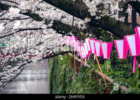 Des cerisiers en fleurs longent la rivière Meguro à Tokyo, au Japon Banque D'Images