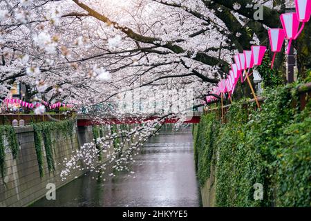 Des cerisiers en fleurs longent la rivière Meguro à Tokyo, au Japon Banque D'Images