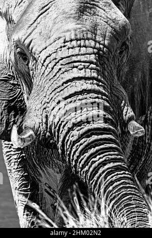 African Elephant Bull, Parc national Kruger, Afrique du Sud Banque D'Images