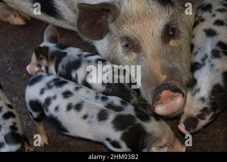 Les bébés cochons à côté de leur mère à la ferme Sty. Banque D'Images