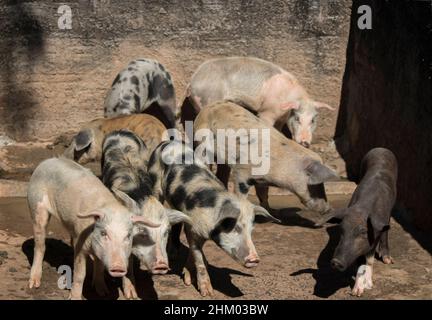 Les bébés cochons à côté de leur mère à la ferme Sty. Banque D'Images