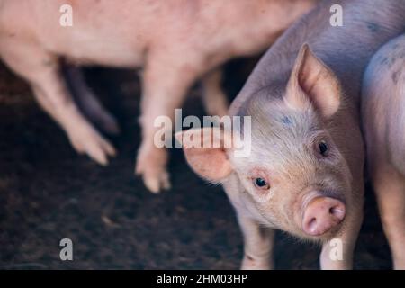 Les bébés cochons à côté de leur mère à la ferme Sty. Banque D'Images