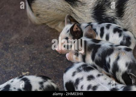 Les bébés cochons à côté de leur mère à la ferme Sty. Banque D'Images