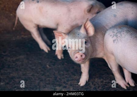 Les bébés cochons à côté de leur mère à la ferme Sty. Banque D'Images