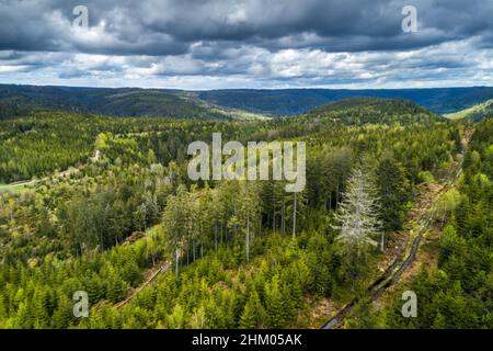 Lumière du soleil sur les arbres de la Forêt Noire avec des nuages sombres spectaculaires en arrière-plan, Allemagne Banque D'Images