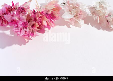 Cadre de brindilles de bougainvilliers roses sur fond rose. Couleur pastel Banque D'Images