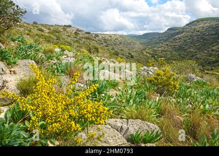 Carmel Ridge, nahal Me'arot , Israël Banque D'Images