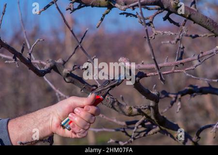 fermier élaguer le verger de pomme un jour ensoleillé de février . Banque D'Images