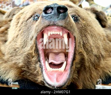 Grizzly Bear Banque D'Images