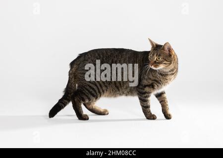 Un chat-she multiracial traverse un fond blanc et regarde en arrière-plan. Banque D'Images