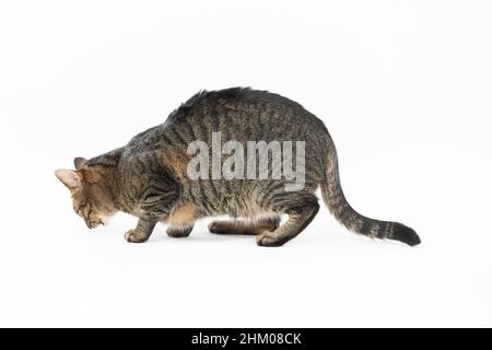 Elle-chat croque et neige le sol.Animal sur fond blanc. Banque D'Images