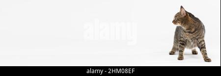 Un chat-she multiracial se tient face à l'appareil photo et regarde sur le côté.Cadre panoramique. Banque D'Images