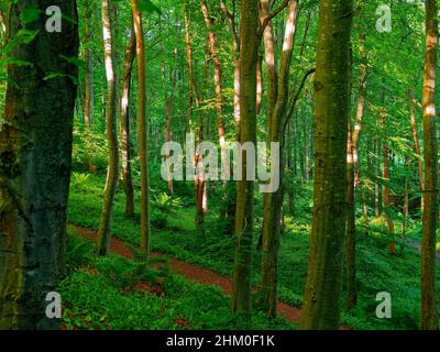 La forêt se promène dans les bois atmosphériques de Dunnottar lors d'une soirée d'été avec un soleil tacheté tombant sur l'arbre Banque D'Images