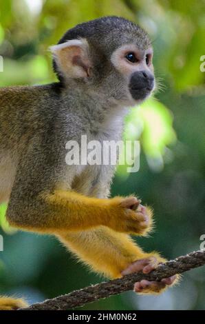 Spider Monkeys (Saimiri sciureus) au parc animalier de la Vallée des singes près de Civray, Vienne en France. Banque D'Images