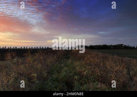 Automne lever de soleil couleurs sur les champs près de Ely City, comté de Cambridgeshire, Angleterre, Royaume-Uni Banque D'Images