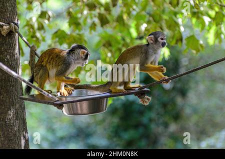 Spider Monkeys (Saimiri sciureus) au parc animalier de la Vallée des singes près de Civray, Vienne en France. Banque D'Images