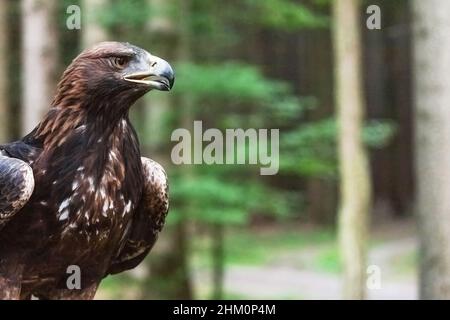 Vue rapprochée de l'aigle d'or posé dans la forêt.(Aquila chrysaetos.) Banque D'Images