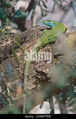 un spécimen adulte de lézard vert occidental se réchauffe sur une bûche au soleil Banque D'Images