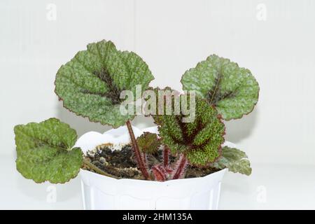 Maison de Begonia masoniana sur fond blanc Banque D'Images