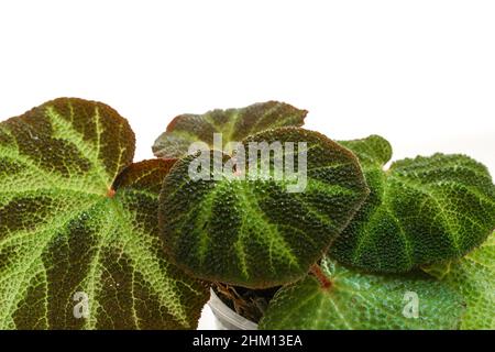 Maison de Begonia soli-mutata sur fond blanc. Banque D'Images