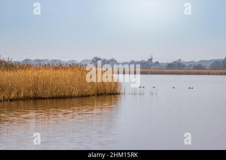 Golden Reeds on Horsey Mere en hiver, Norfolk Broads, Angleterre Banque D'Images