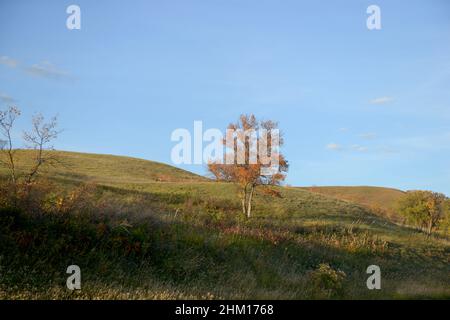 Un arbre solitaire et un cerf paître sur un champ rempli de couleurs d'automne Banque D'Images