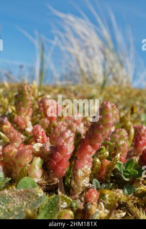 Plantes pierreuses de grès (Sedum acre) poussant sur les dunes côtières, Merthyr Mawr Warren NNR, Glamorgan, pays de Galles, Royaume-Uni, avril. Banque D'Images